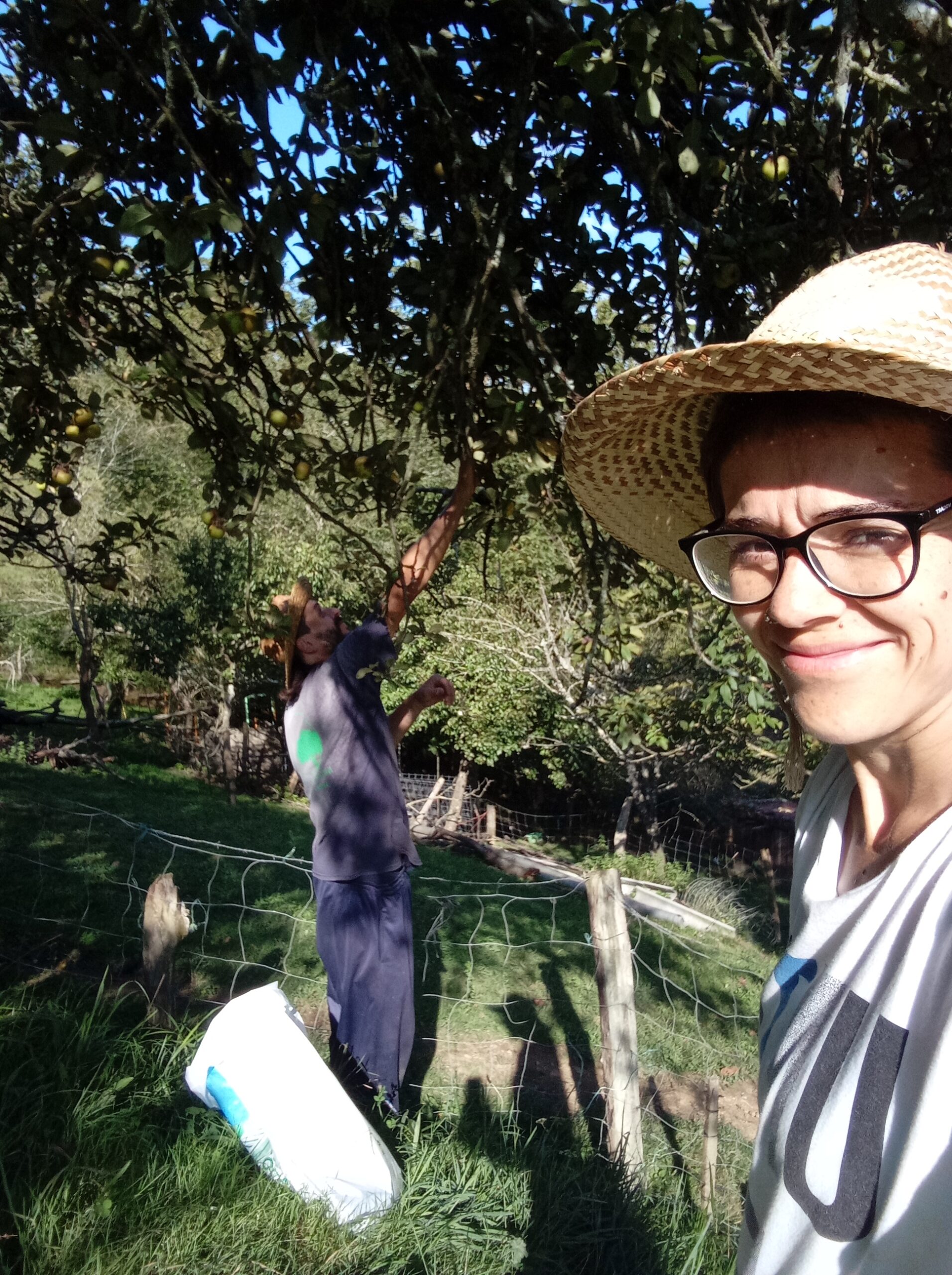 Recogiendo manzanas (Valentziarrak)