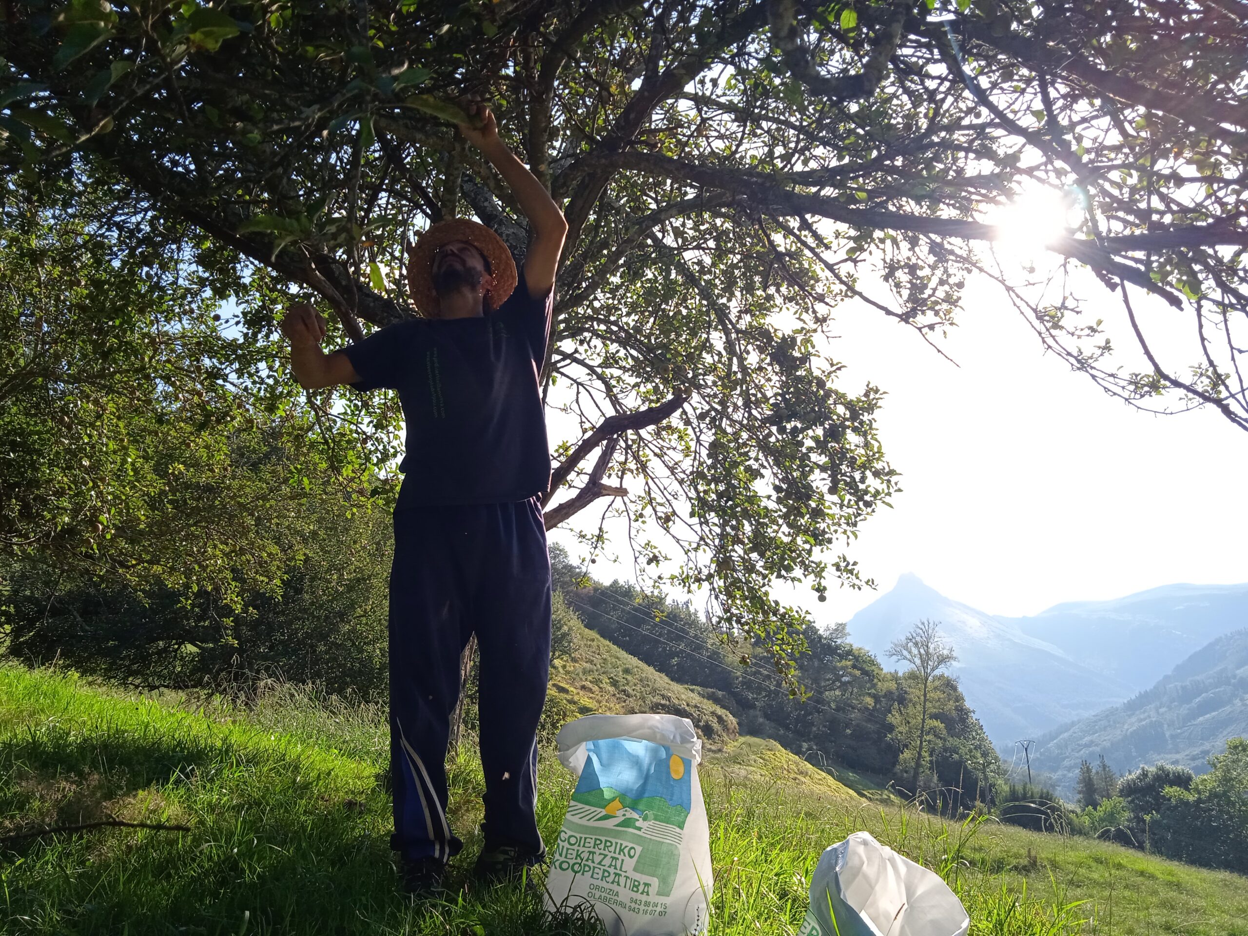 Recogiendo manzanas (Valentziarrak)