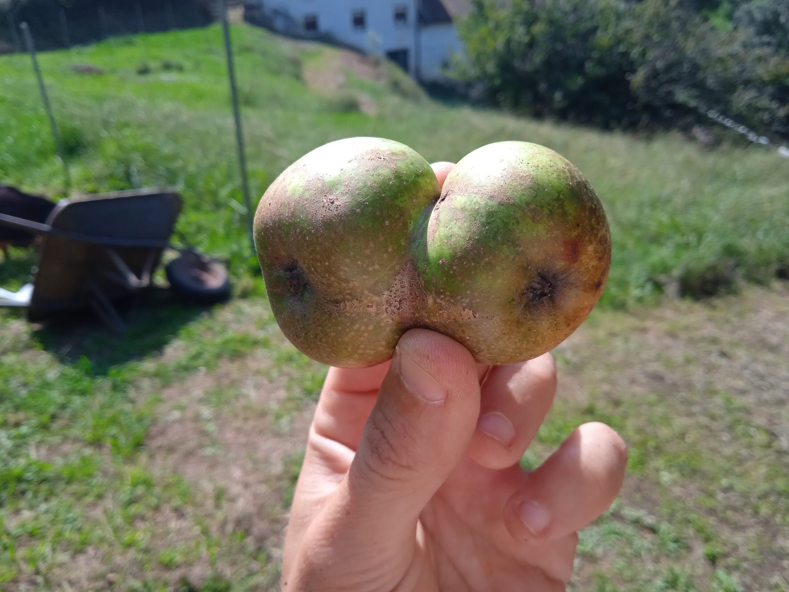Manzanas (Valentziarrak)