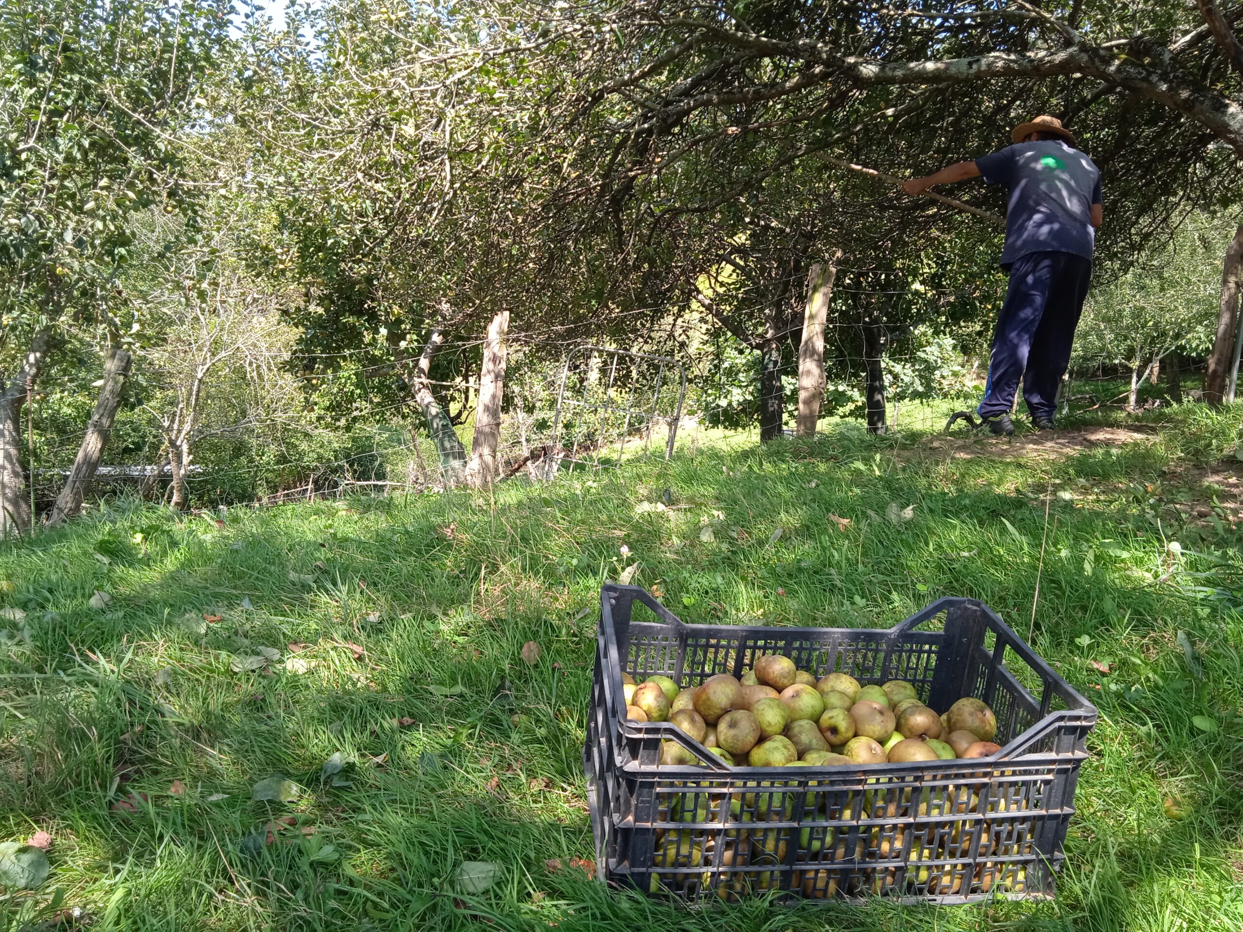 Manzanas (Valentziarrak)