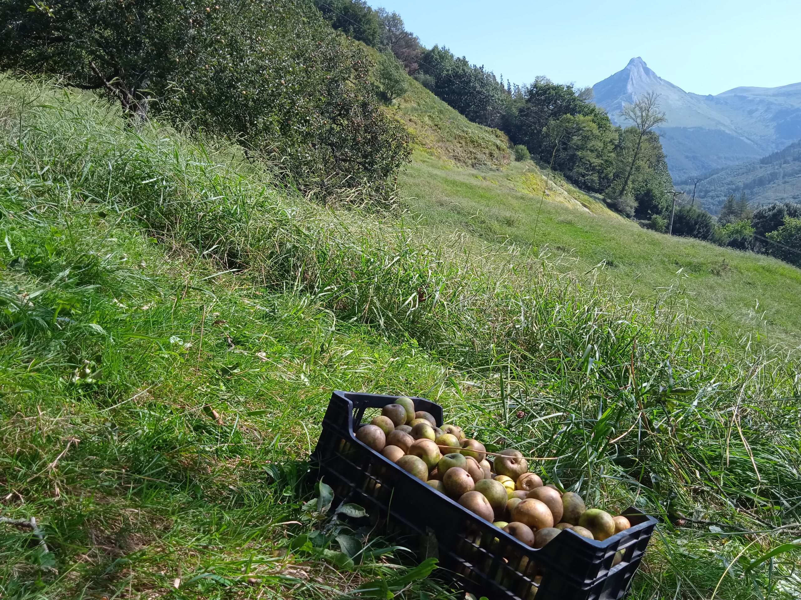 Manzanas (Valentziarrak)