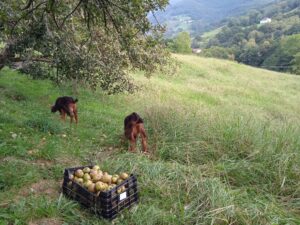 Manzanas (Valentziarrak)