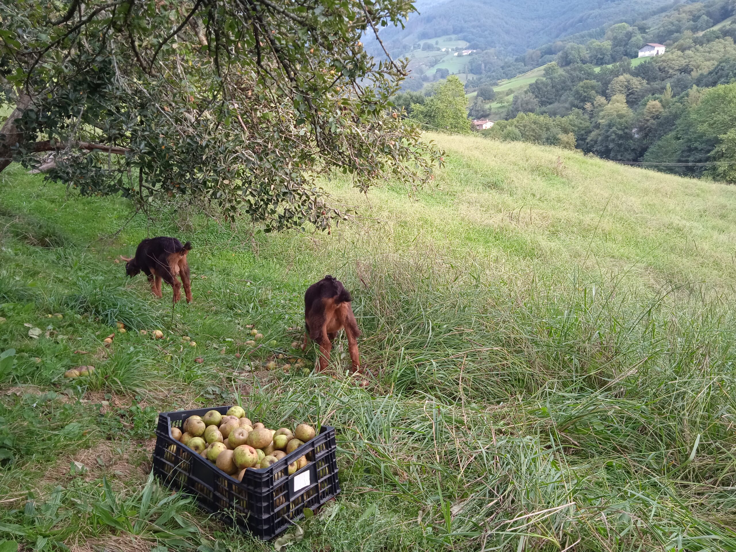 Manzanas (Valentziarrak)