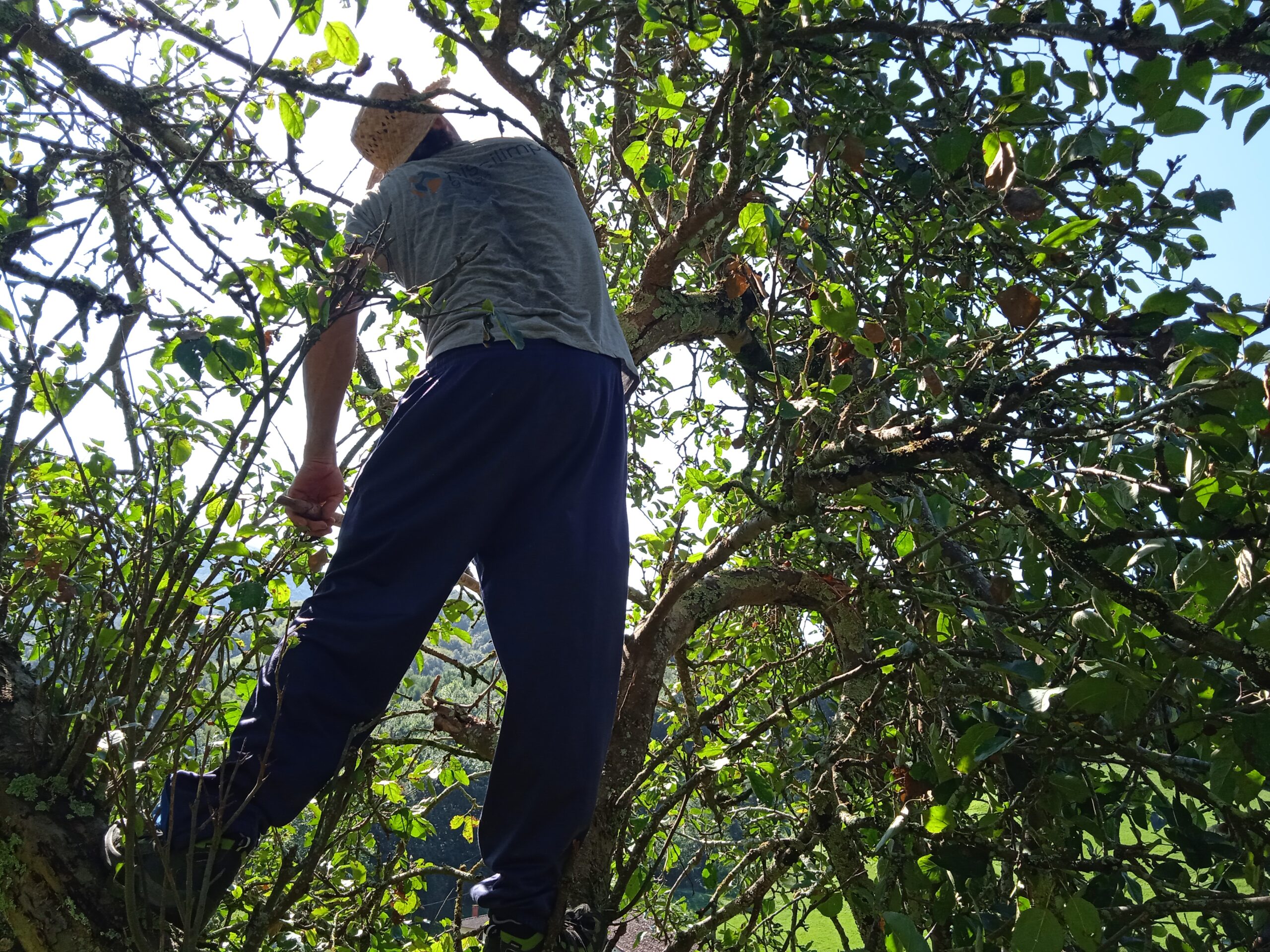 Manzanas (Valentziarrak)