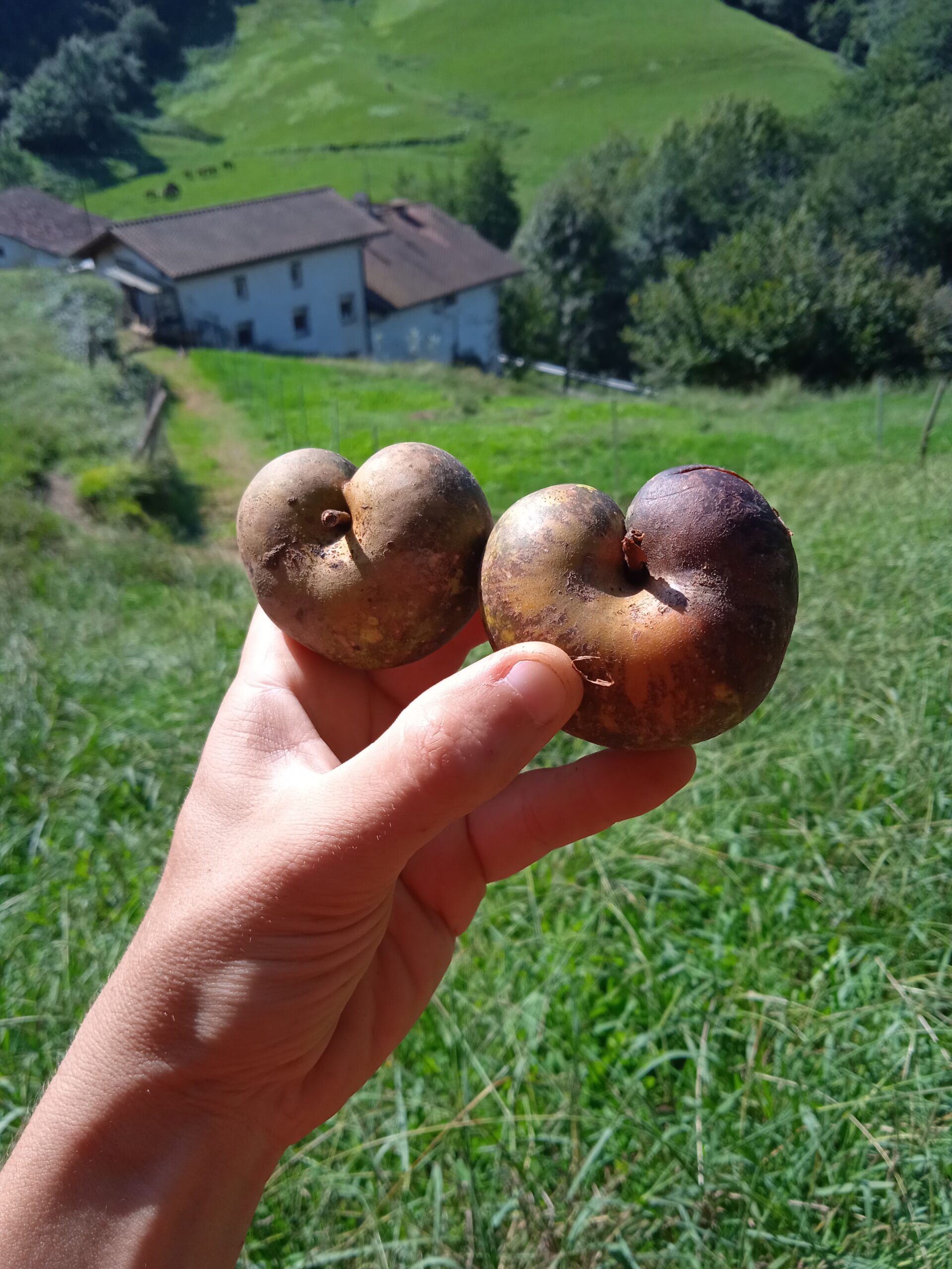 Manzanas del Goierri