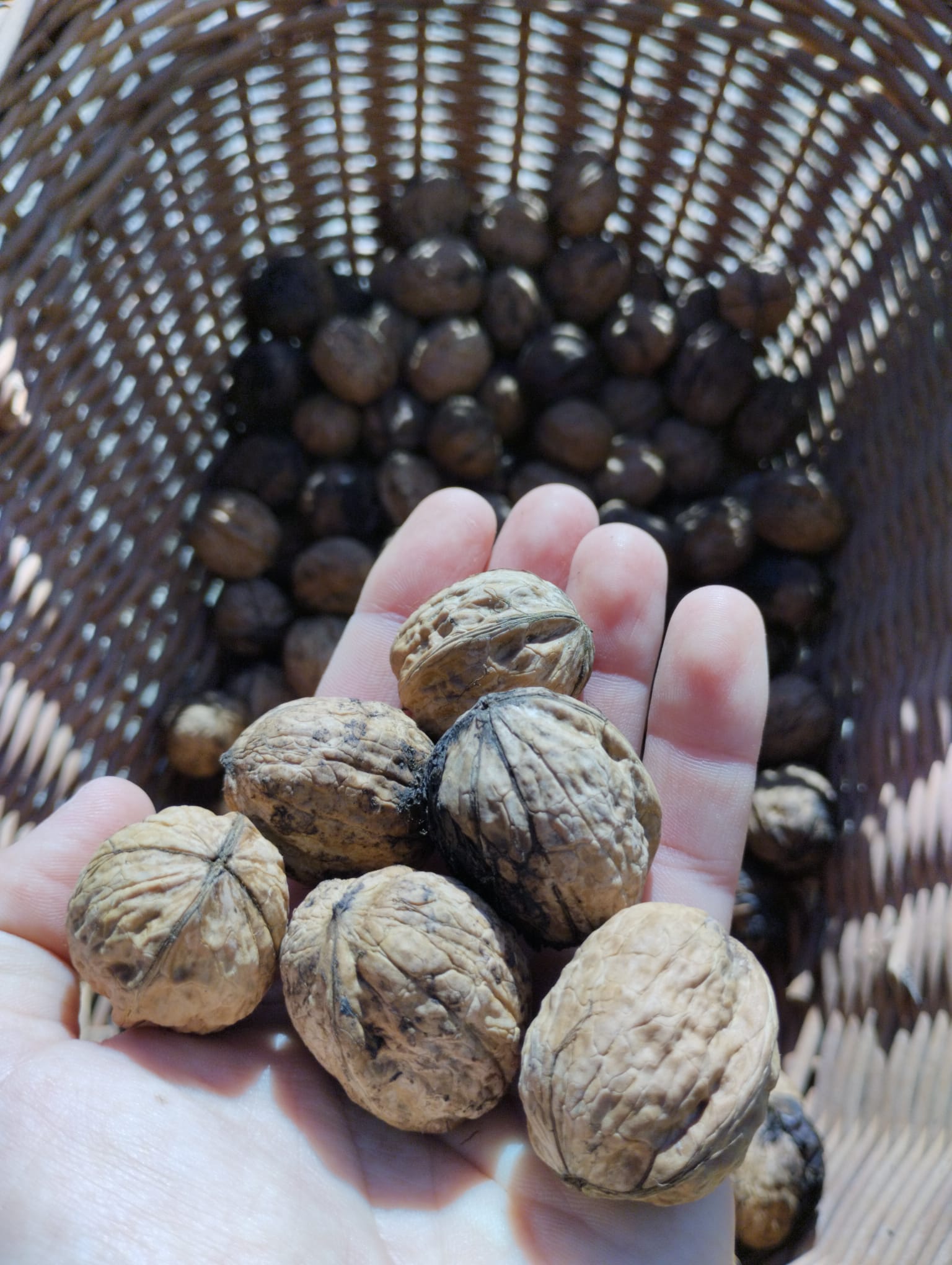 Nueces de Goierri
